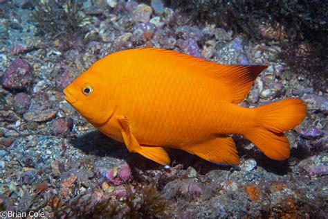 garibaldi fish|ADW: Hypsypops rubicundus: INFORMATION.